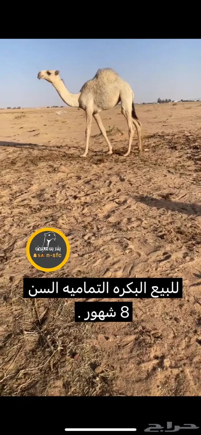 للبيع الحواره 0