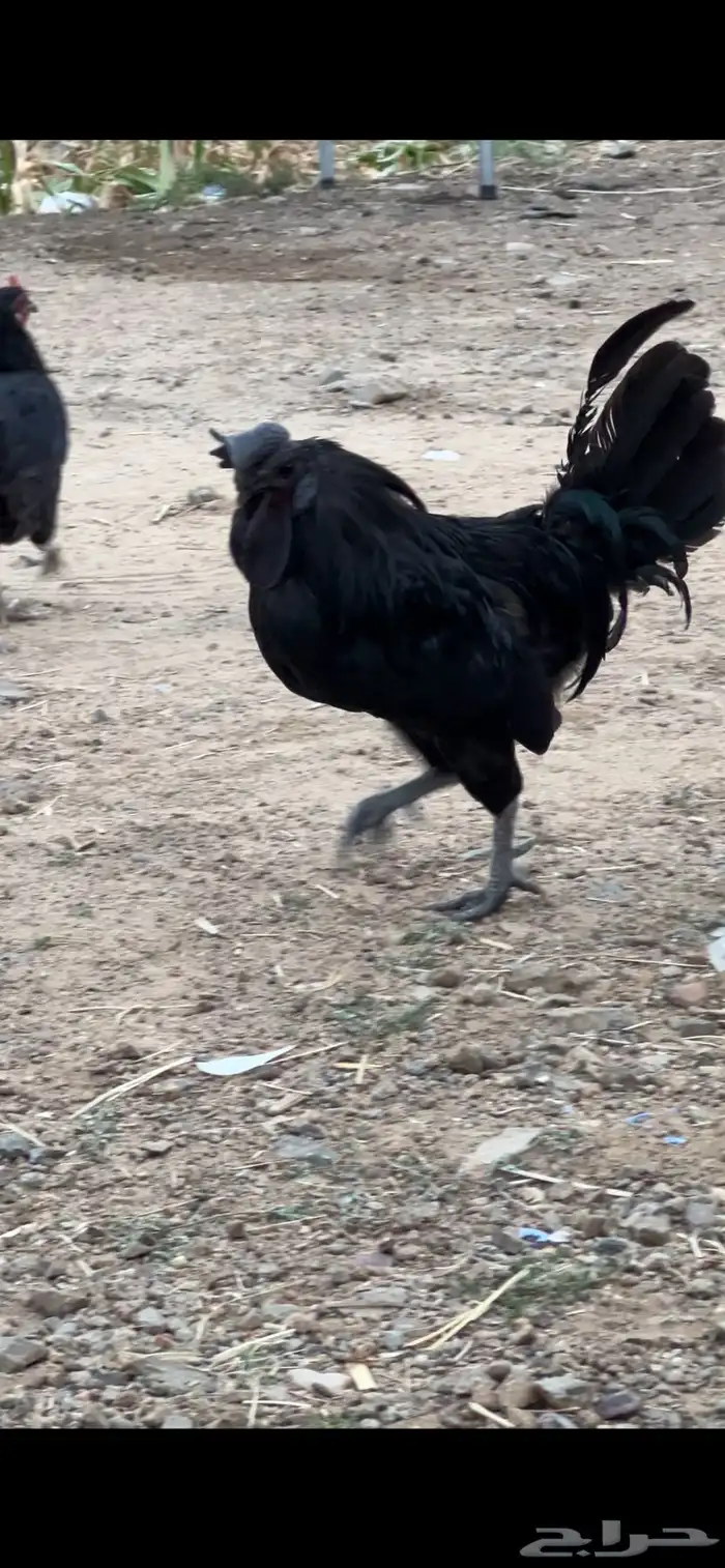 ديك اسود للبيع 4