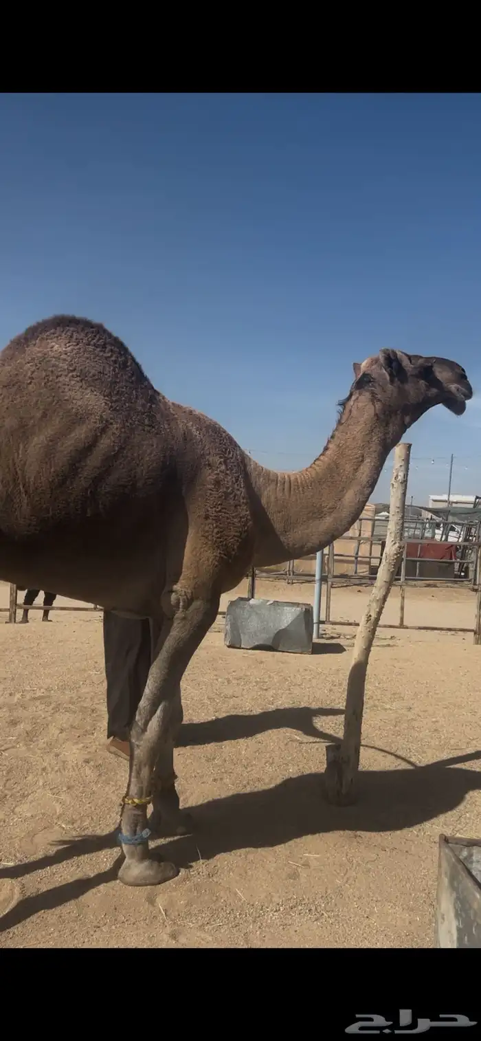 بعير احمر للبيع 1