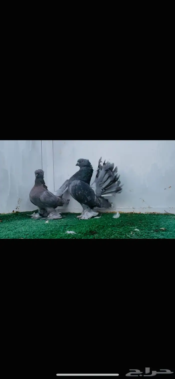 زوج كرنقو بودره 4