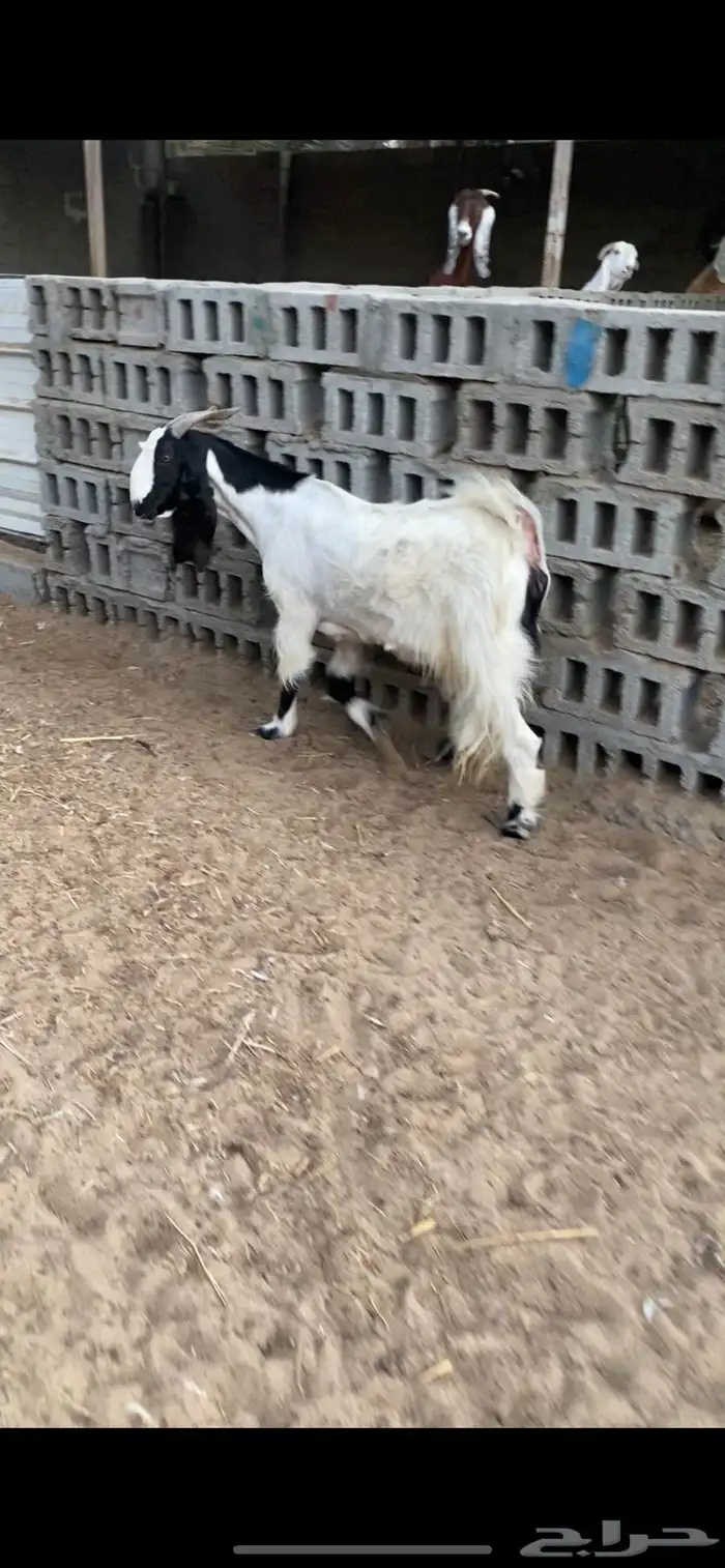 ماعز مشروكه 0