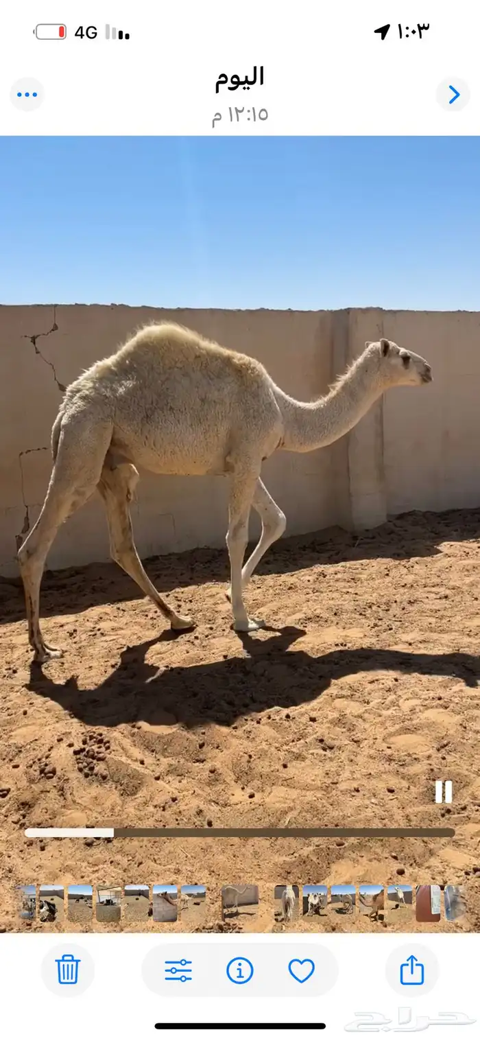 قعود وبكره للبيع 1