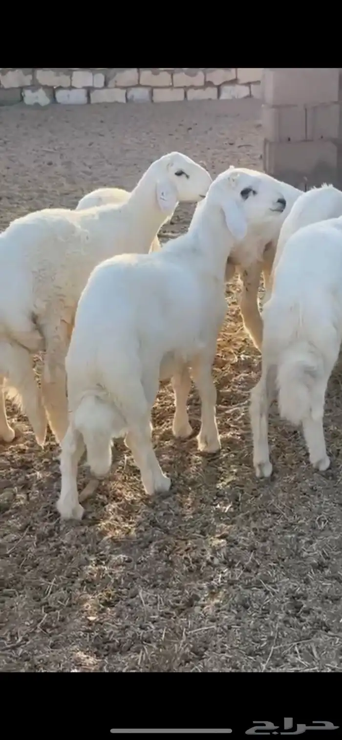 خرفان للبيع 4