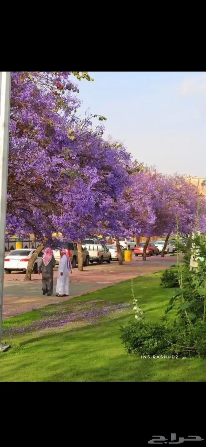شجرة الجاكراند 1