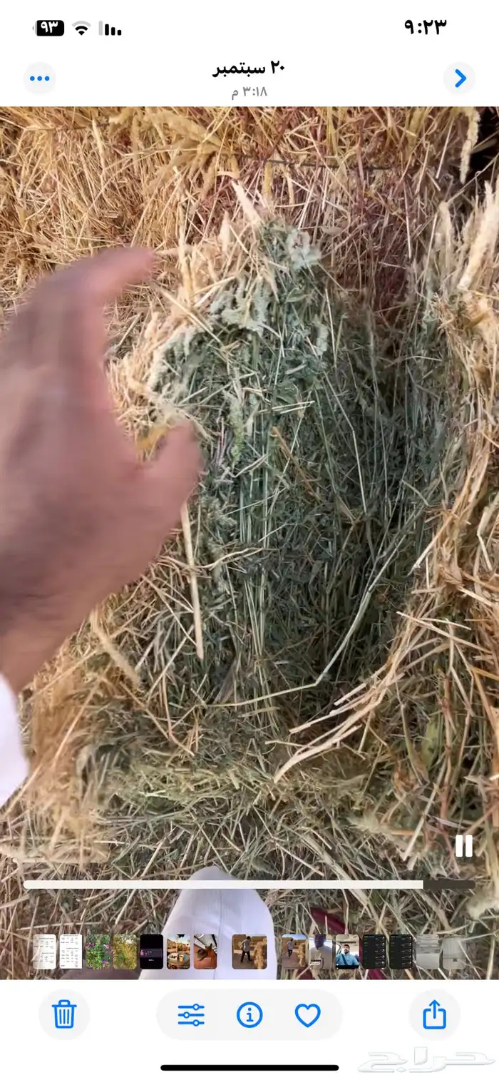 للبيع برسيم مخلوط 2