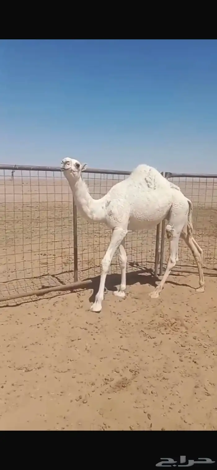حاشي بري على حليب امه 0