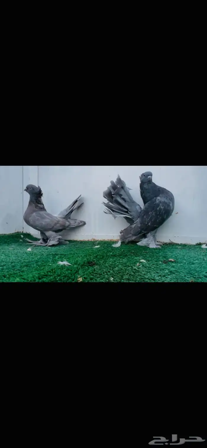 زوج كرنقو بودره 2