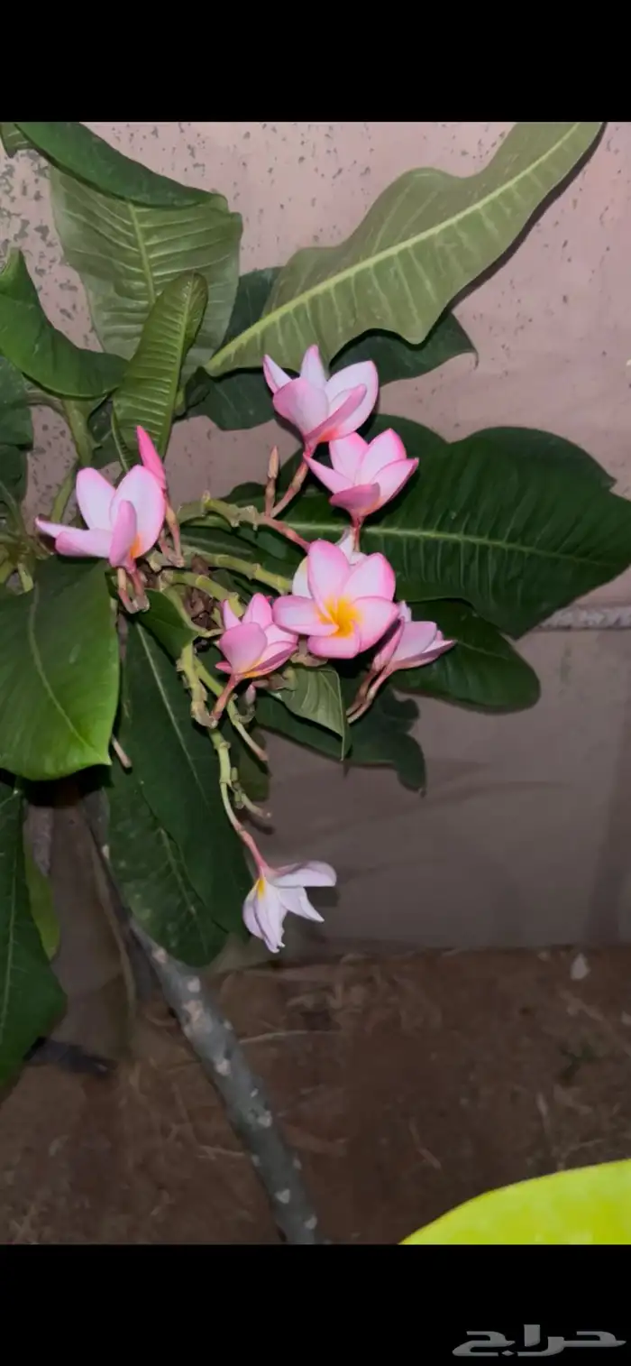 شتلات زينة و مثمره متنوعة بسعر الجملة 6