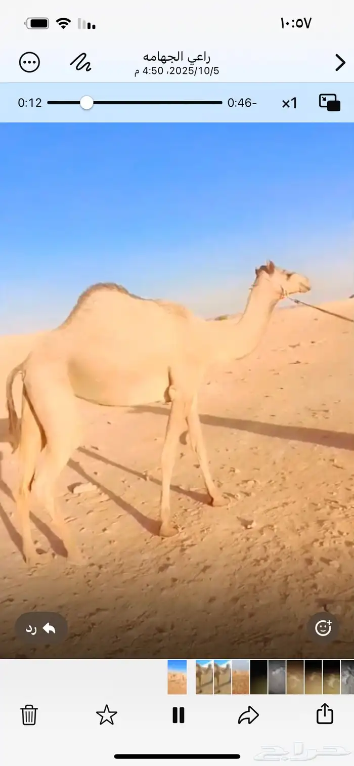 بكره ذلول مهجنه جذعه ابوها ولد الجذاب الي عند البلوي 0