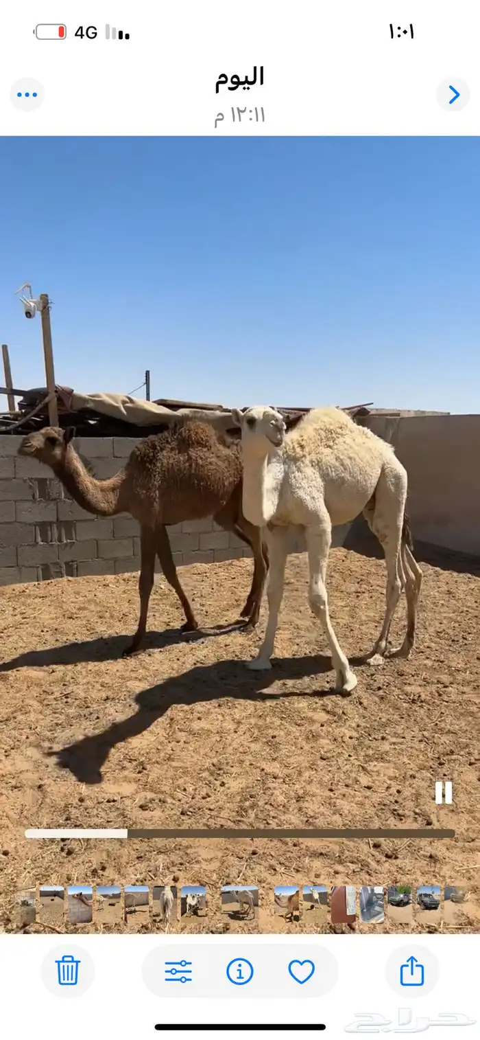 قعود وبكره للبيع 13