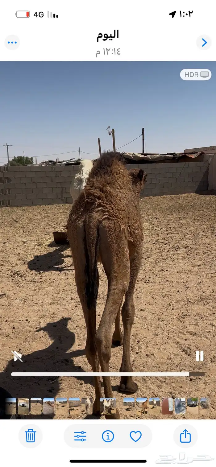 قعود وبكره للبيع 7