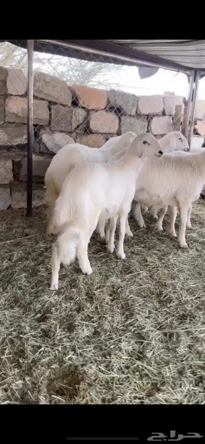 خرفان للبيع 0