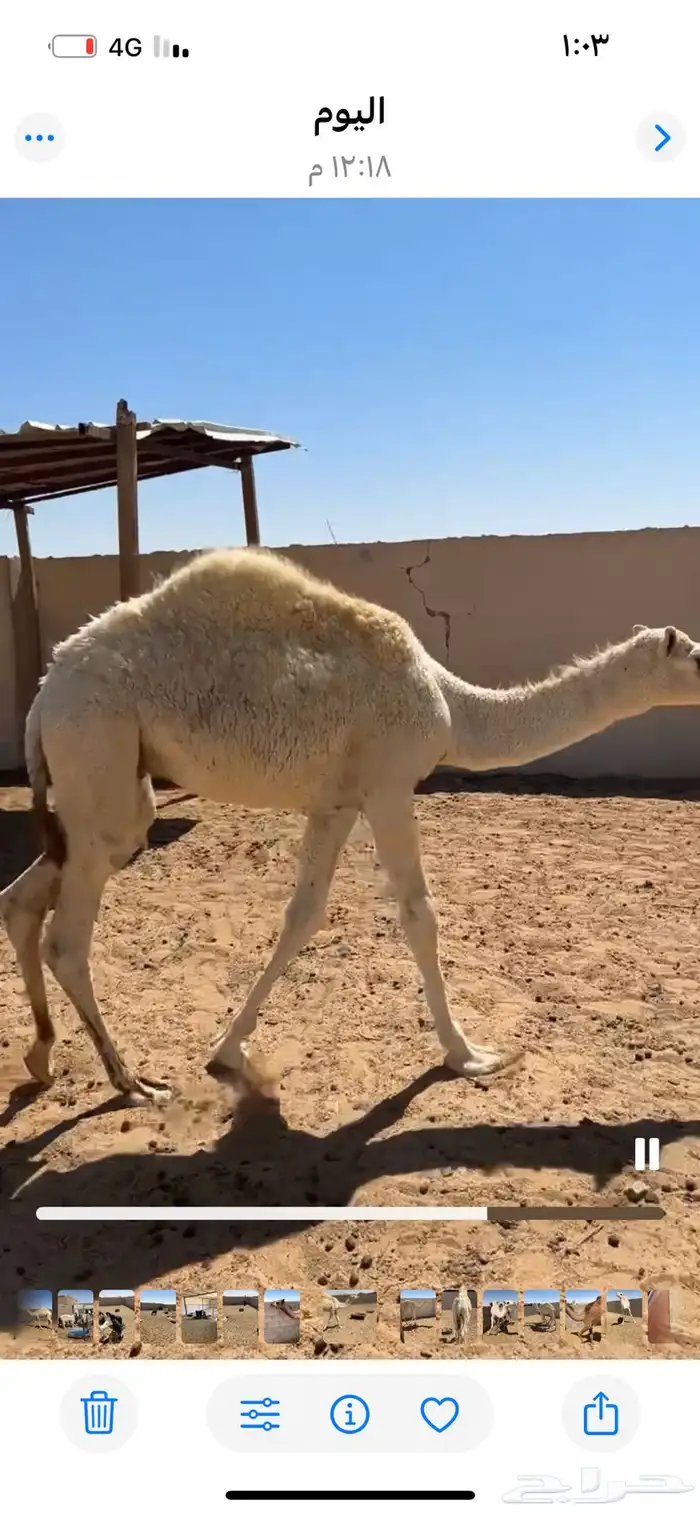 قعود وبكره للبيع 0