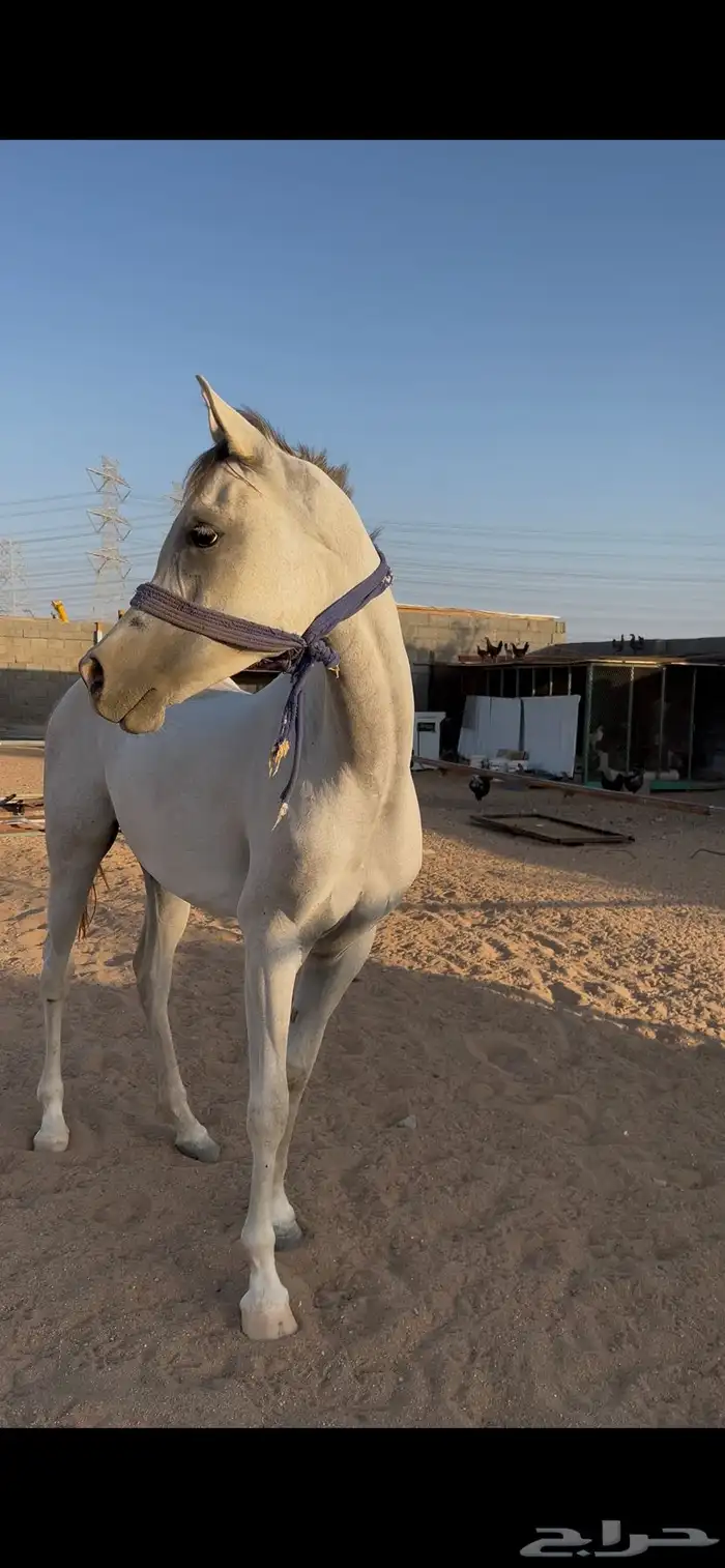 فرس عربيه للبيع معا مهرتها 0