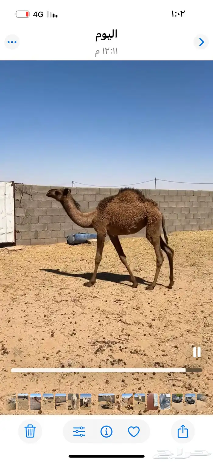 قعود وبكره للبيع 9