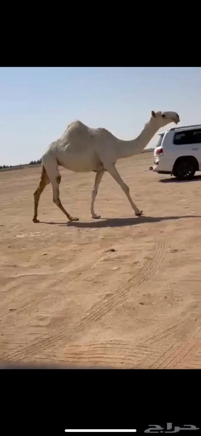 للبيع بكره ساسه رمانيه كفو 0