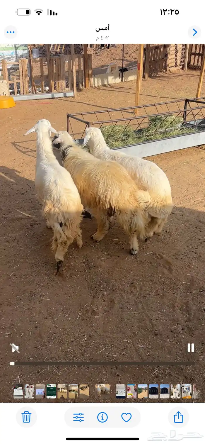 خرفات كرامات فل الفل 3