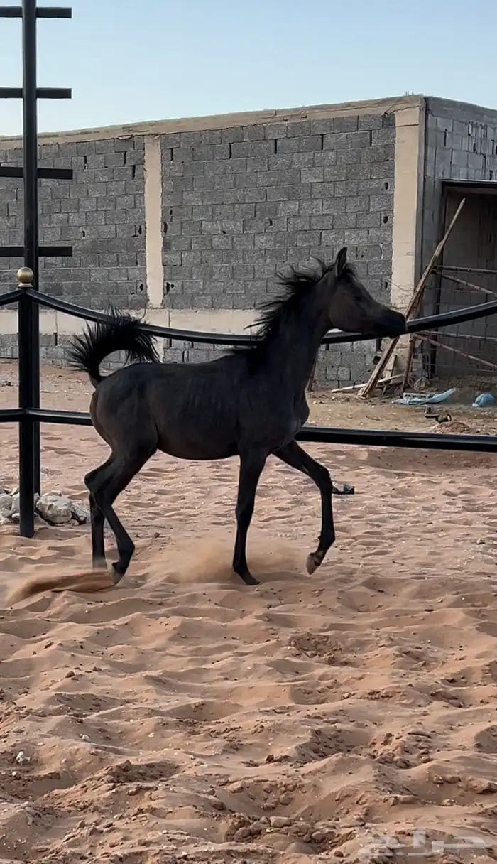مهره مكس فاخره 1