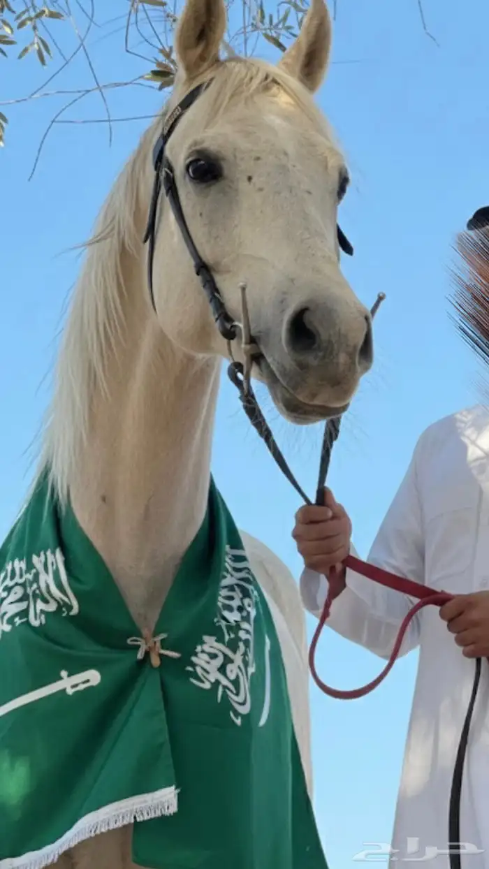 خيل واهو 2