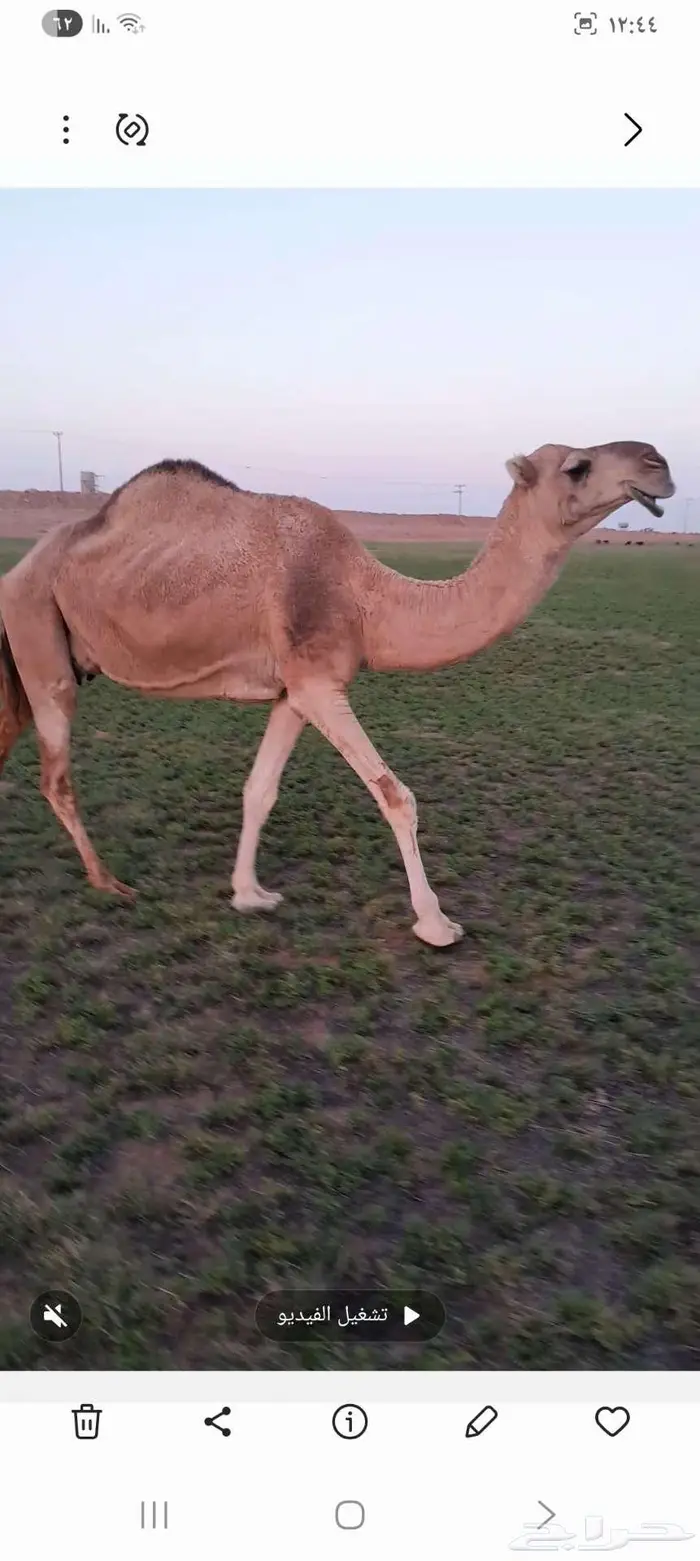 نياق ابل طيبات 2