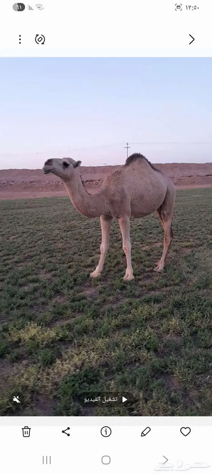 نياق ابل طيبات 1
