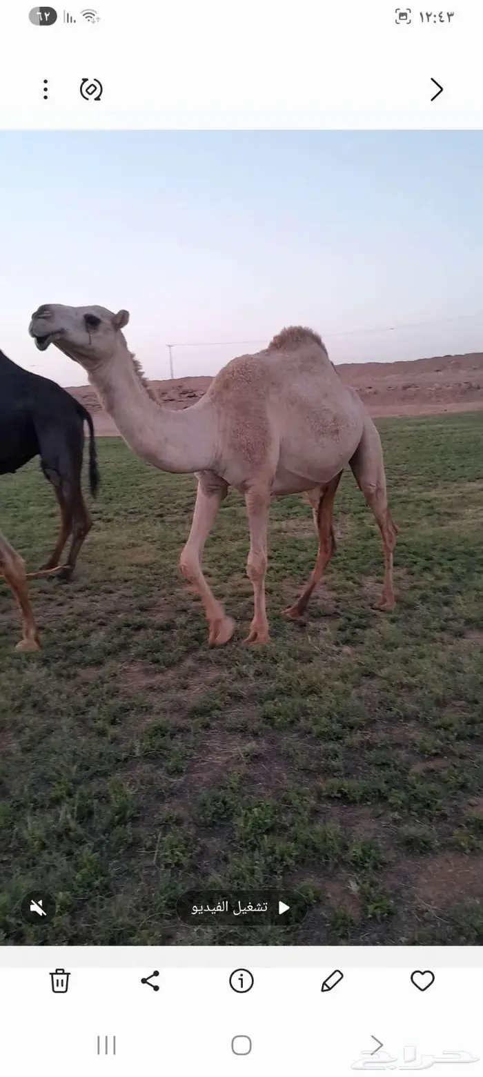 نياق ابل طيبات 0