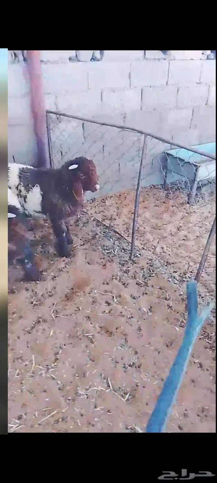 هرافا حري ونعيمي 2