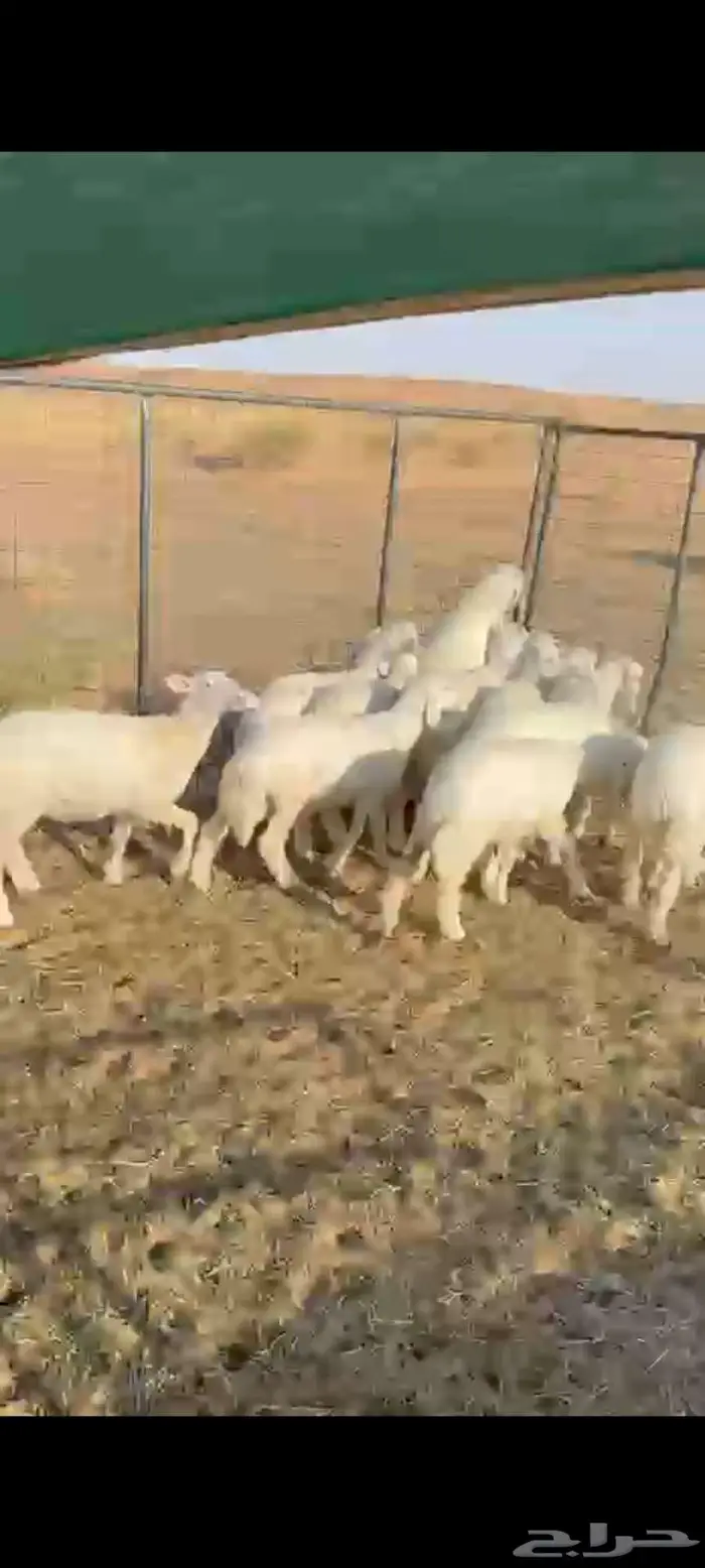 هرافا حري ونعيمي 0