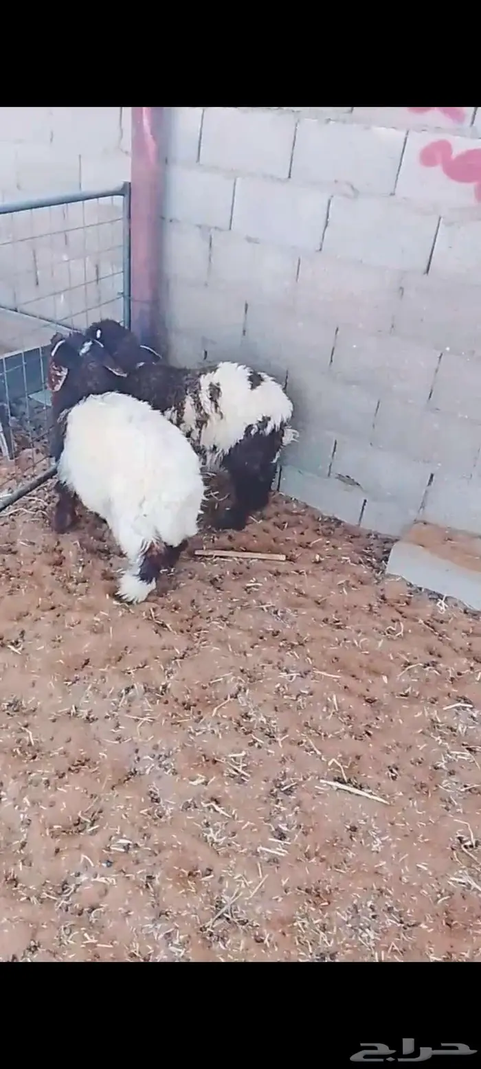 هرافا حري ونعيمي 3