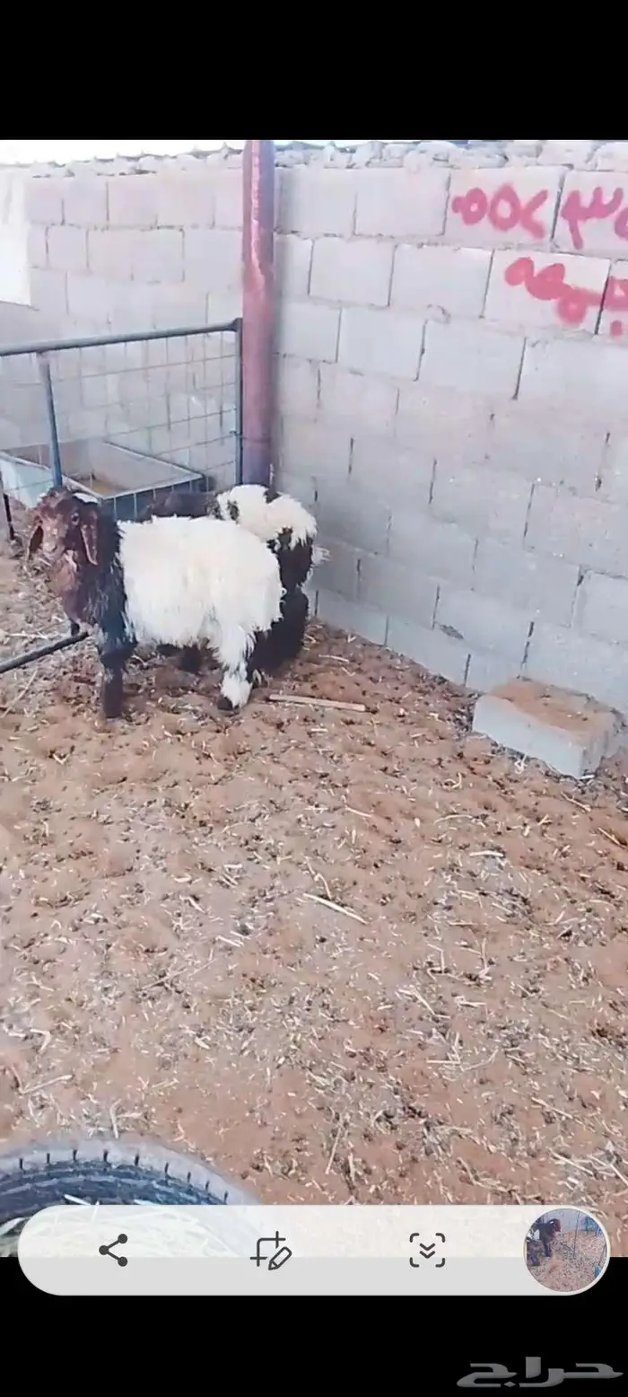 هرافا حري ونعيمي 5