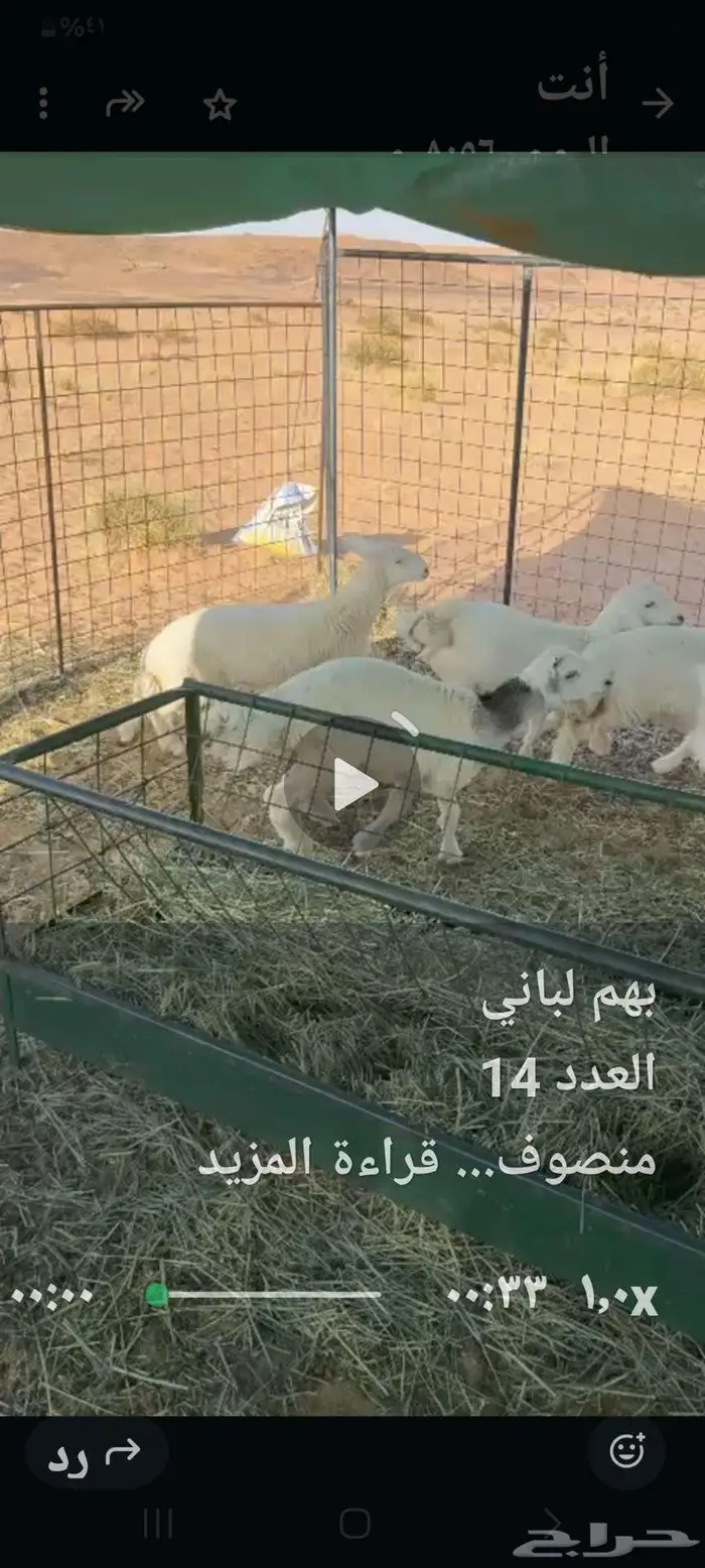هرافا حري ونعيمي 4