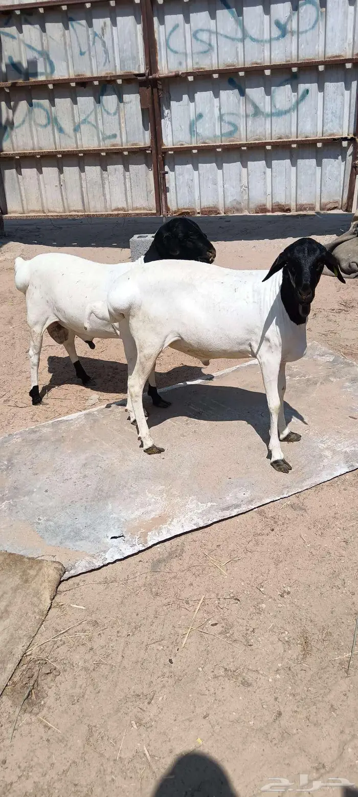 خرفان برابر مطعومه اسمان فل بالأحساء 3