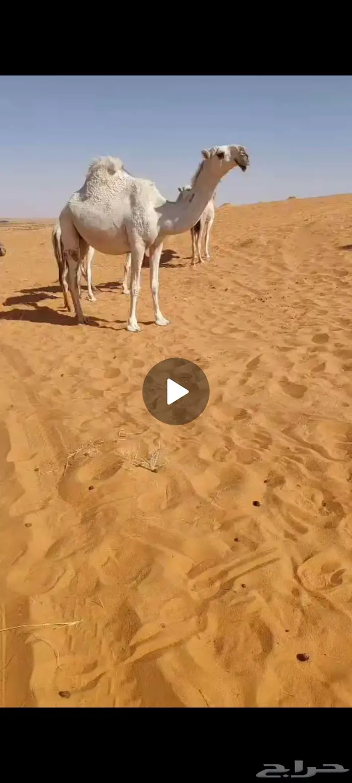 بكره جذعه لقحه ع بعير باتلي طيب 1