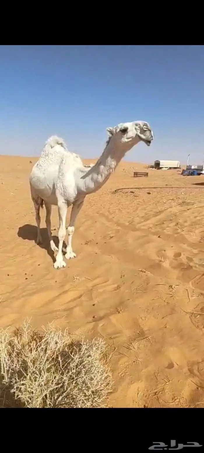 بكره جذعه لقحه ع بعير باتلي طيب 0