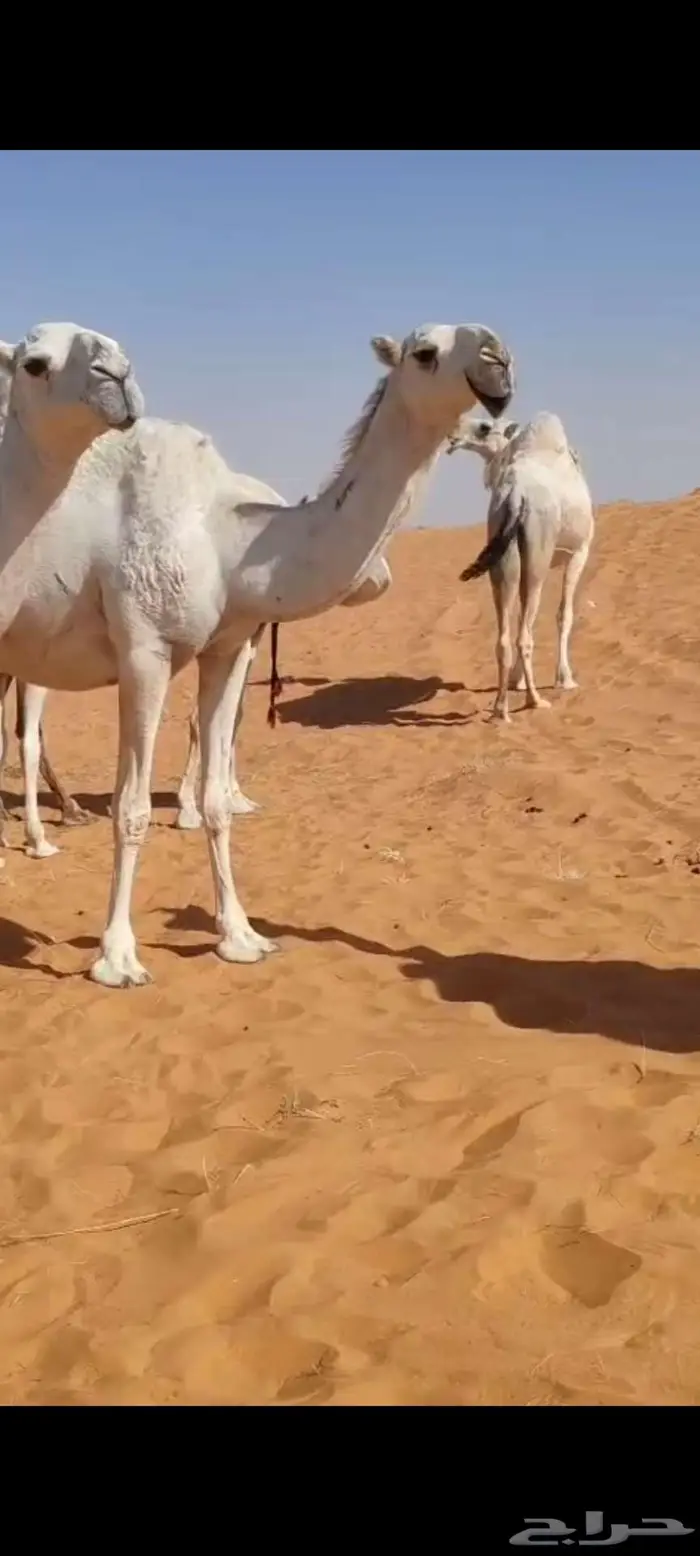 بكره جذعه لقحه ع بعير باتلي طيب 2