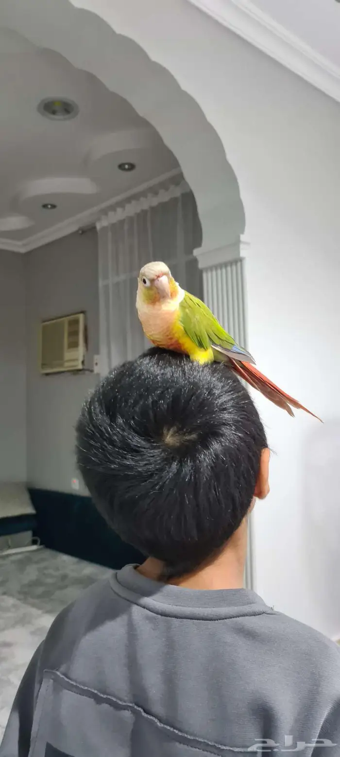 للبيع ببغاء كنيور مع كامل ملحقاته 1
