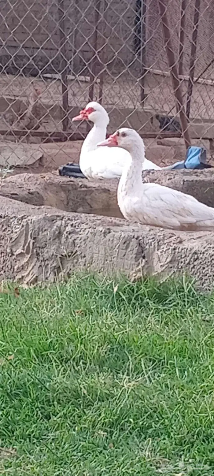 بط بلدي او مسكوفي للبيع 2