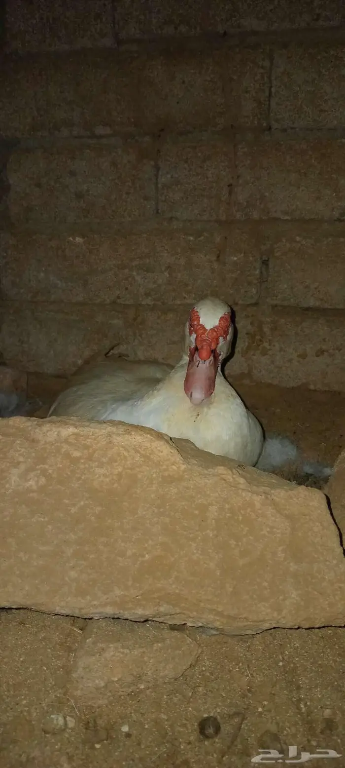 بط بلدي او مسكوفي للبيع 1