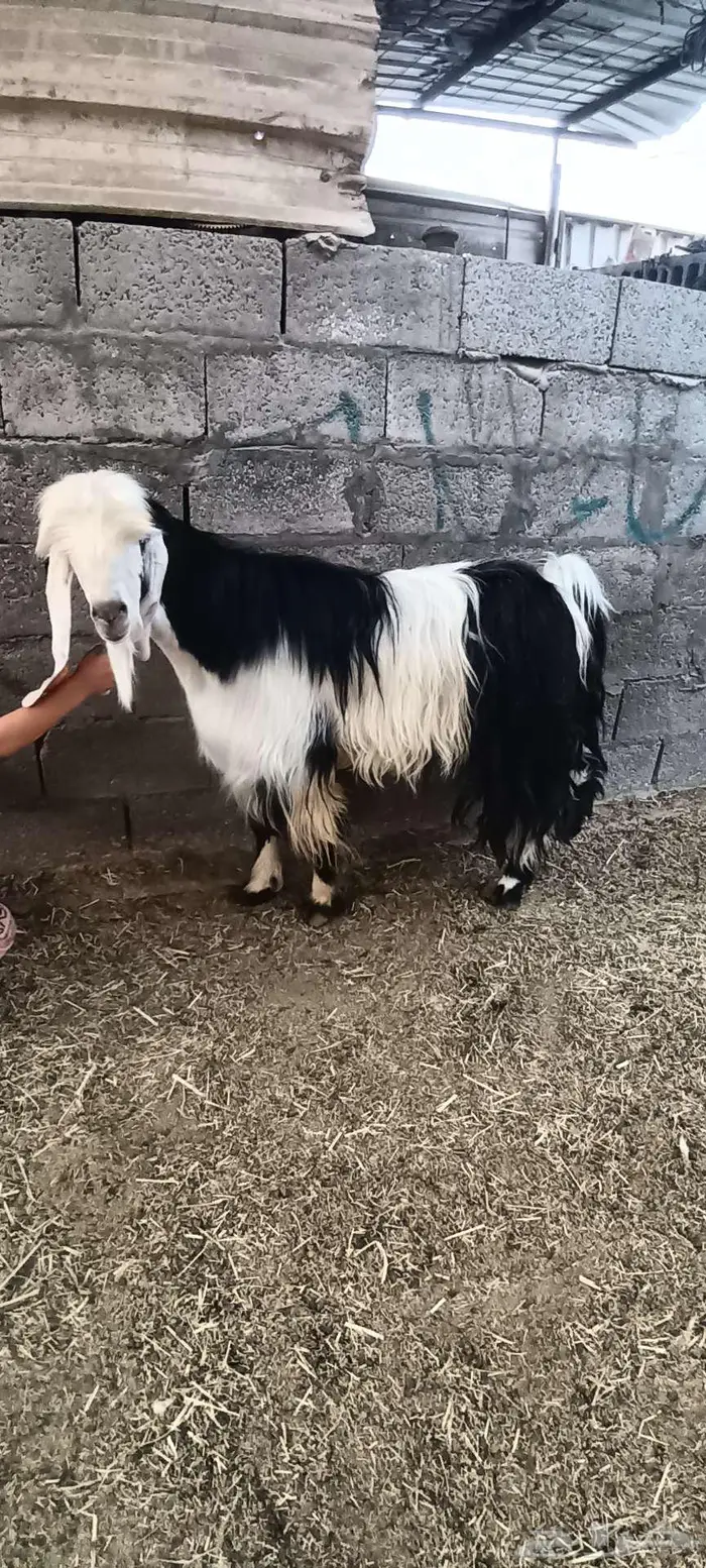 فحل مشروك شبب جرم طيب يقرع بالأحساء 1