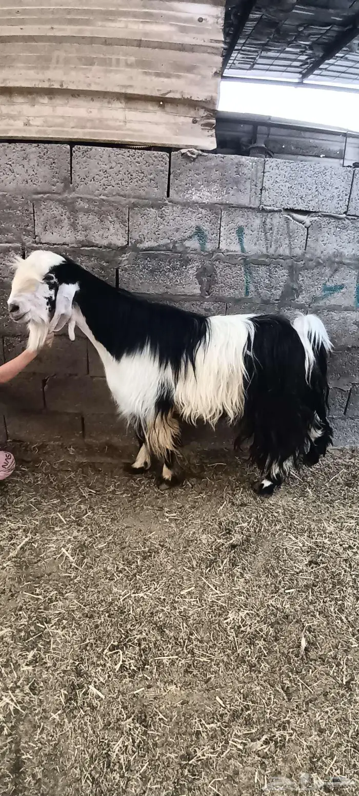 فحل مشروك شبب جرم طيب يقرع بالأحساء 0