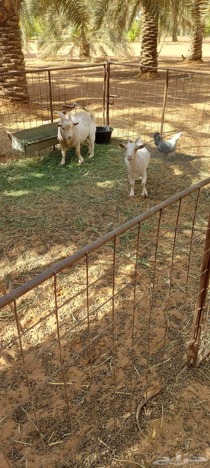 جوز ماعز قزمي منتج 1