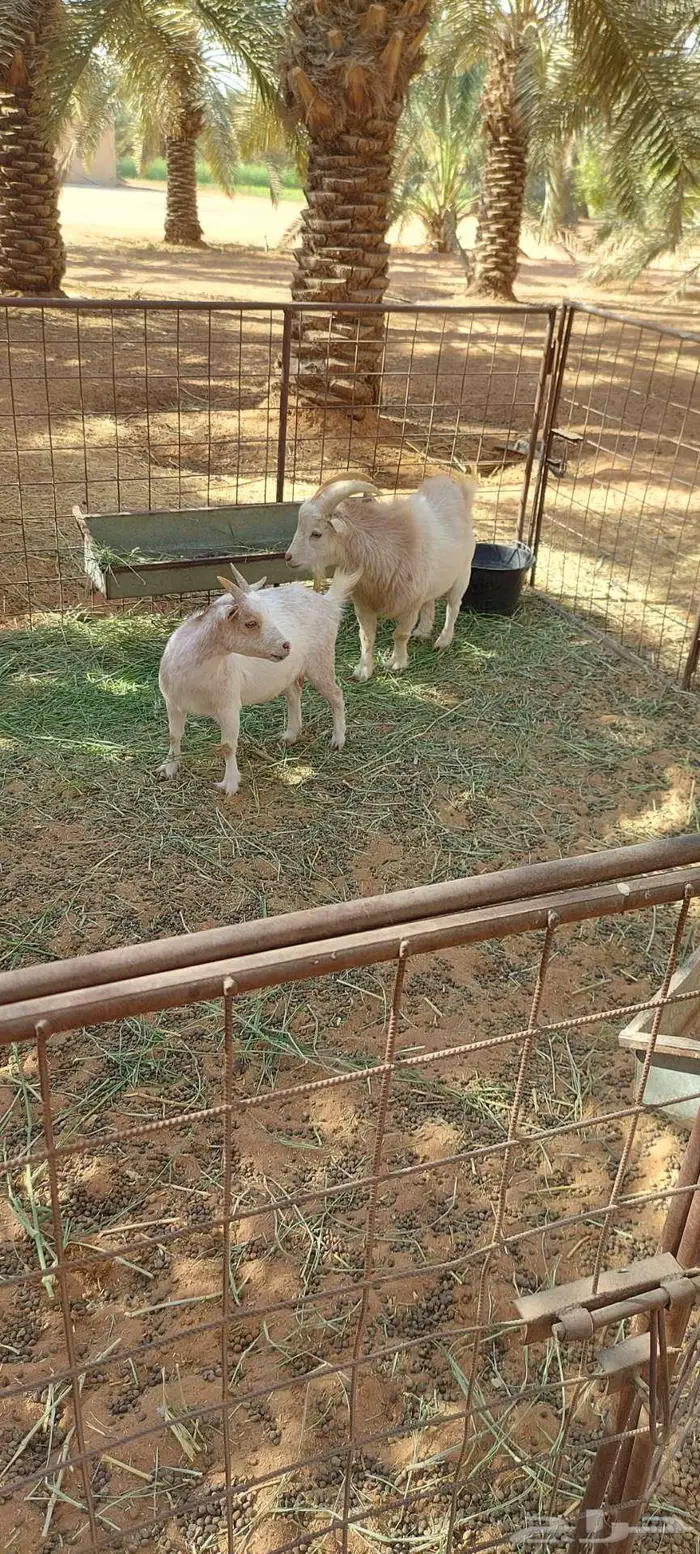 جوز ماعز قزمي منتج 0