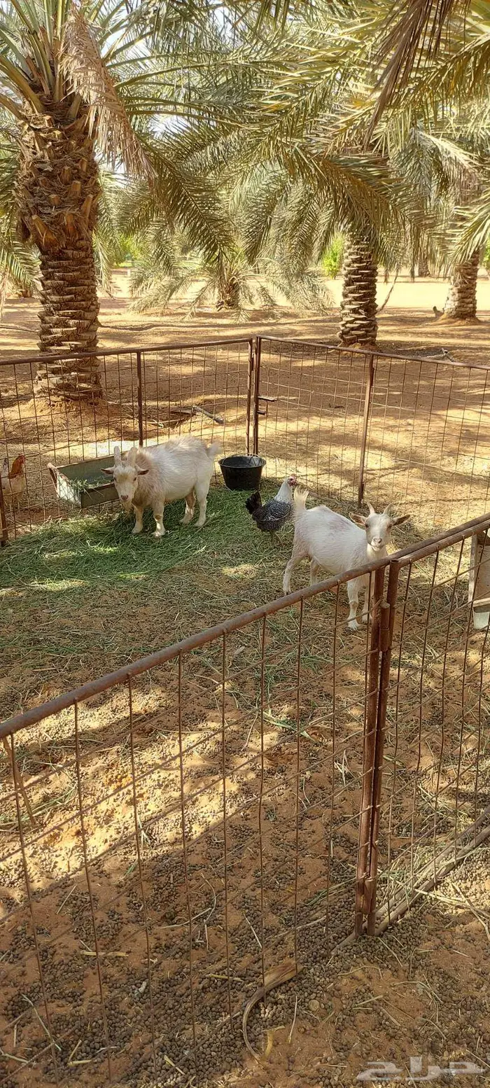 جوز ماعز قزمي منتج 2