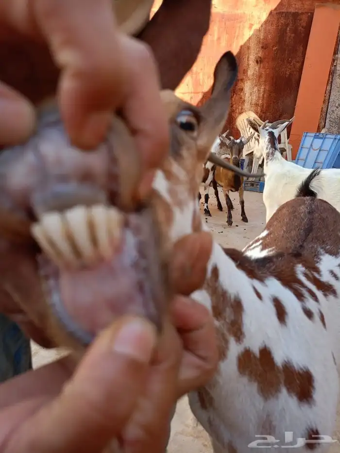 ماعز جنوبيه معجنته مع تيس قزمي 6