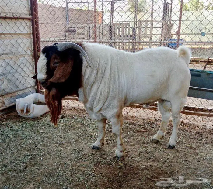 فحل ماعز البور 0