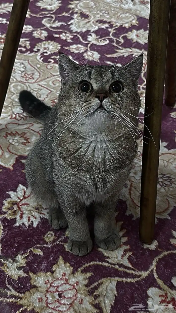 قطط 4