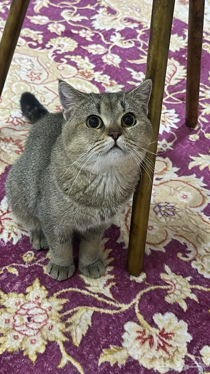 قطط 0