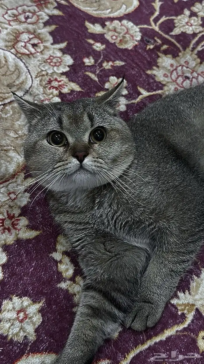 قطط 3