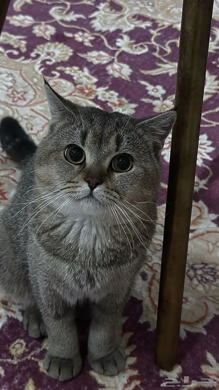 قطط 2