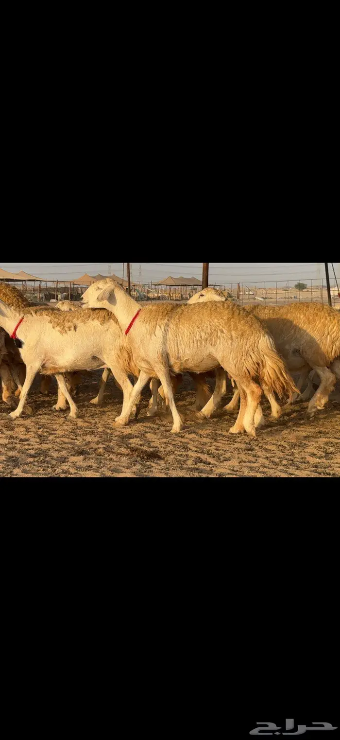 حريات حرش صنف الصنف 0